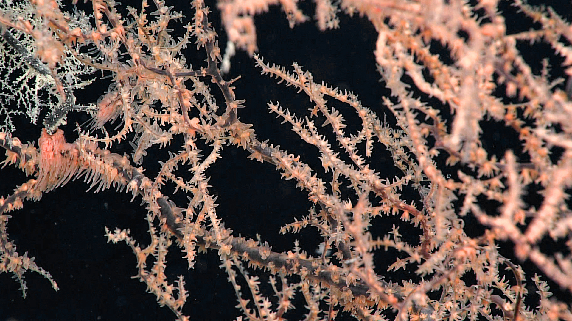Black coral in colour, with pale branches and coral polyps