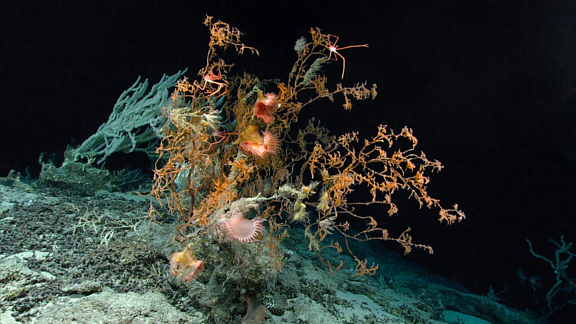 Black coral hosting flytrap anemones and squat lobsters
